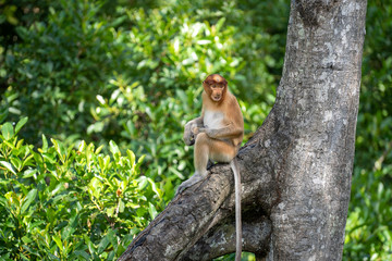 Wild Proboscis monkey or Nasalis larvatus, in rainforest of Borneo, Malaysia