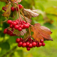 Ripe red berries of Viburnum opulus