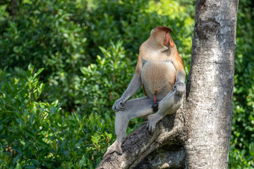 Wild Proboscis monkey or Nasalis larvatus, in rainforest of Borneo, Malaysia