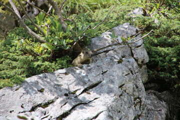 marmot
