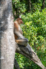 Wild Proboscis monkey or Nasalis larvatus, in rainforest of Borneo, Malaysia