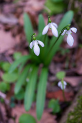 snowdrops in spring forest. first flowers background