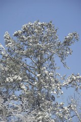 Pine Tree Covered with Snow 