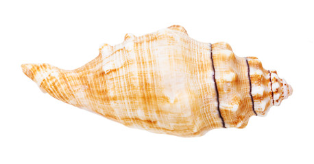 conch of sea snail isolated on white