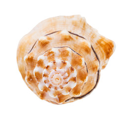 helix conch of sea snail isolated on white