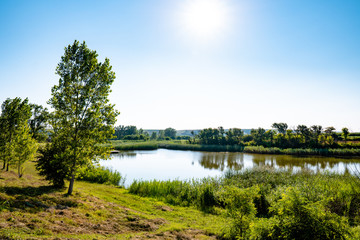 Landscape photo of trees and stagnant water