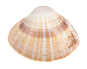 striped brown conch of clam isolated on white