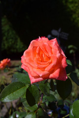 Orange Rose Blossoms with Water Drops on the Petals - Beautiful Garden