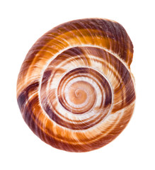 helix shell of edible snail isolated on white