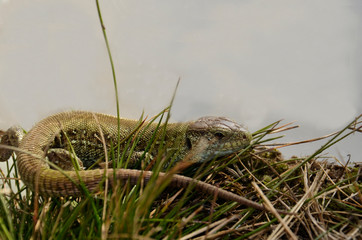 A nimble lizard is lying on the grass.