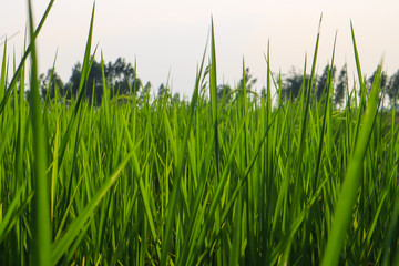 Fresh spring green grass. Beauty natural background. wallpaper green color.
