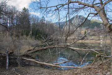 Mountain landscape, blue sky, lake and trees, forest scenery, broken fallen tree branch, Smolyan, Bulgaria