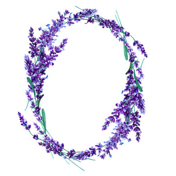 Oval wreath of lavender flowers on a white background. Hand drawn watercolor.
