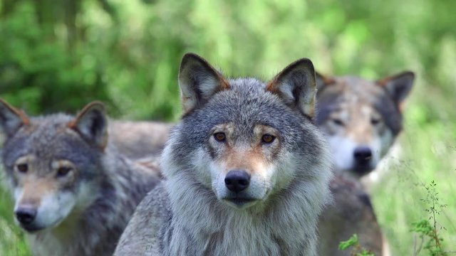 animals wolf pack standing together watching alerted lift head