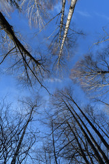 Birken wald im Frühjahr mit blauem Himmel -Blick naoch oben