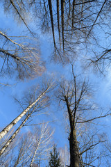 Fototapeta na wymiar Birkenwald im Frühjahr mit blauem Himmel -Blick naoch oben