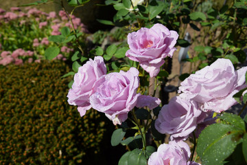 Lilac Rose Blossoms and Opening Rose Buds with Water Drops on the Petals - Beautiful Garden