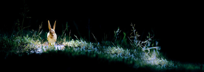 Horizontal nature banner. Wildlife and habitat. Animal: Williams Jerboa. Allactaga williamsi.
