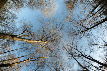 Fototapeta na wymiar Erlenbruch Wald Blick in die Baumkronen