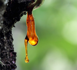 Resin from apricot hangs, macro nature detail.
