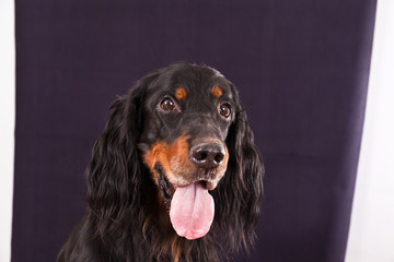 Dog breed Gordon Setter studio portrait on grey background