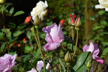Lilac Rose Blossoms and Opening Rose Buds with Water Drops on the Petals - Beautiful Garden
