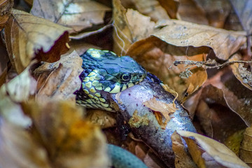 Close up of a grass snake feeding on a newt
