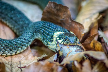 Close up of a grass snake feeding on a newt