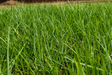 Fresh spring green grass. Beauty natural background. wallpaper green color.