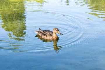 Female mallard in the water, Korpas Park (Korppaanpuisto), Helsinki, Finland
