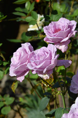 Fototapeta premium Lilac Rose Blossoms and Opening Rose Buds with Water Drops on the Petals - Beautiful Garden