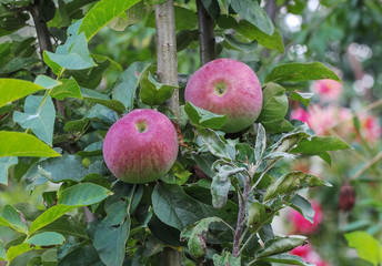 Two red apples on the branch of apple tree in an orchard