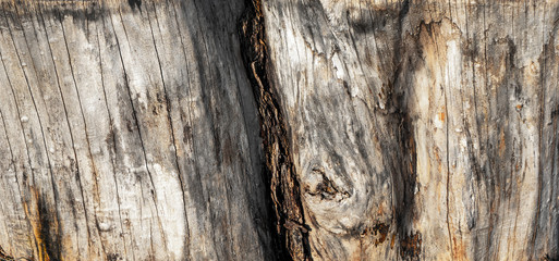 texture of wood