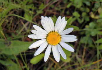 Fototapeta premium daisy in the grass