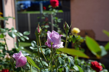 Lilac Rose Blossoms and Opening Rose Buds with Water Drops on the Petals - Beautiful Garden
