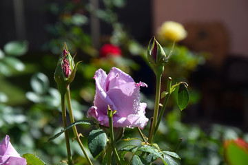 Lilac Rose Blossoms and Opening Rose Buds with Water Drops on the Petals - Beautiful Garden