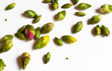 Pequeños capullos de camelia sobre fondo blanco