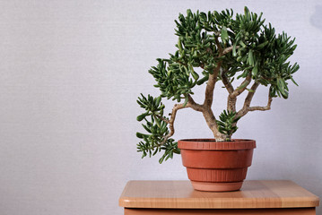 Small leafy green bonsai tree in a red flowerpot