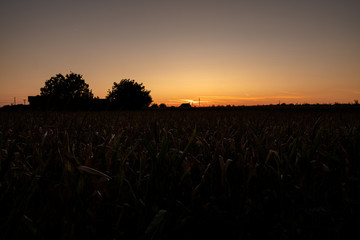 Summer sunset on the field