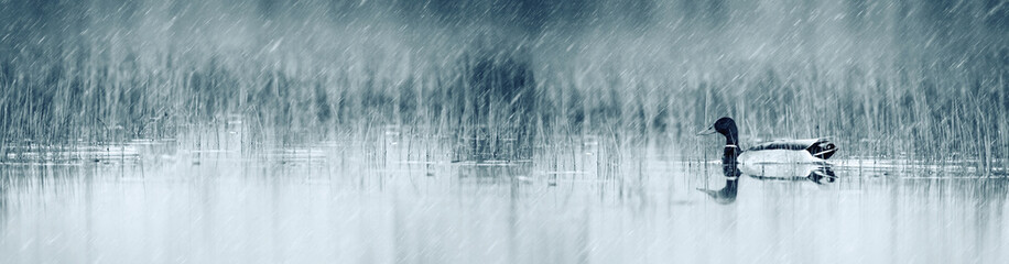 Horizontal nature banner. Wildlife and habitat. © Serkan Mutan