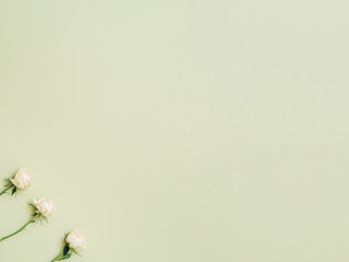 Floral decorative background. Natural composition. White roses on sage green backdrop.