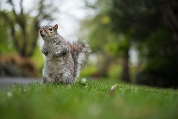 Ardilla chipmunk