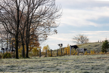 Campagne des cantons de l'est, Estrie, Agriculture en automne, Québec Canada