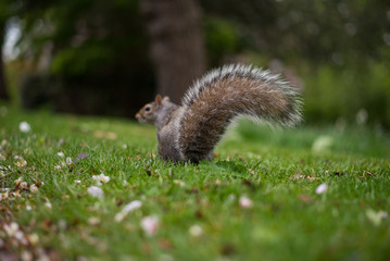 Ardilla chipmunk