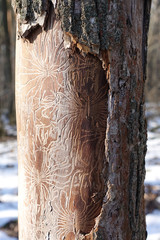 A pattern on a dry tree is left by a bark beetle, termites destroy the tree. Patterns similar to the Nazca line.