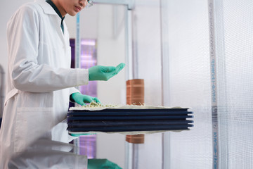 Close-up of man in white coat wearing protective gloves holding new samples of plants in his hand while working in the lab