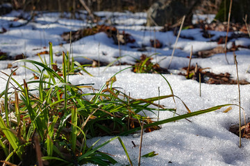 Spring concept. Snow is melting. Through the snow you can see the earth and green grass
