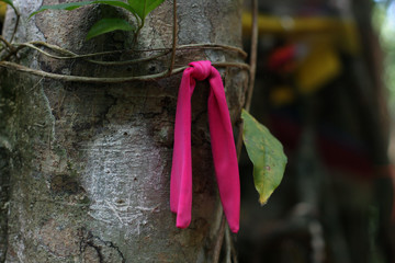 Red ribbon on banyan budist ritual
