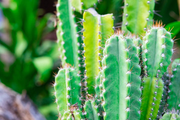 Bush of cactus in the park