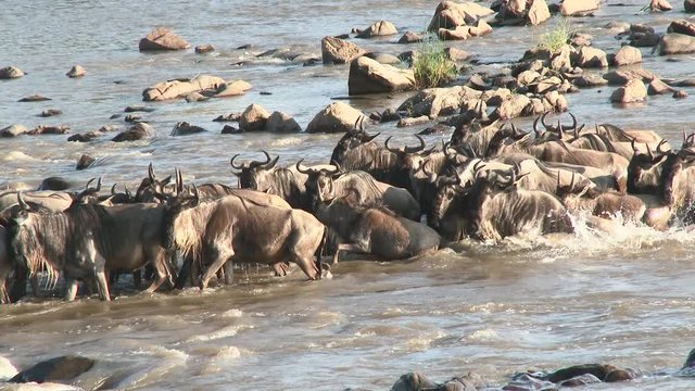 Blue Wildebeest (Connochaetes taurinus)  crossing the Mara river during their annual migration, Serengeti N.P., Tanzania.